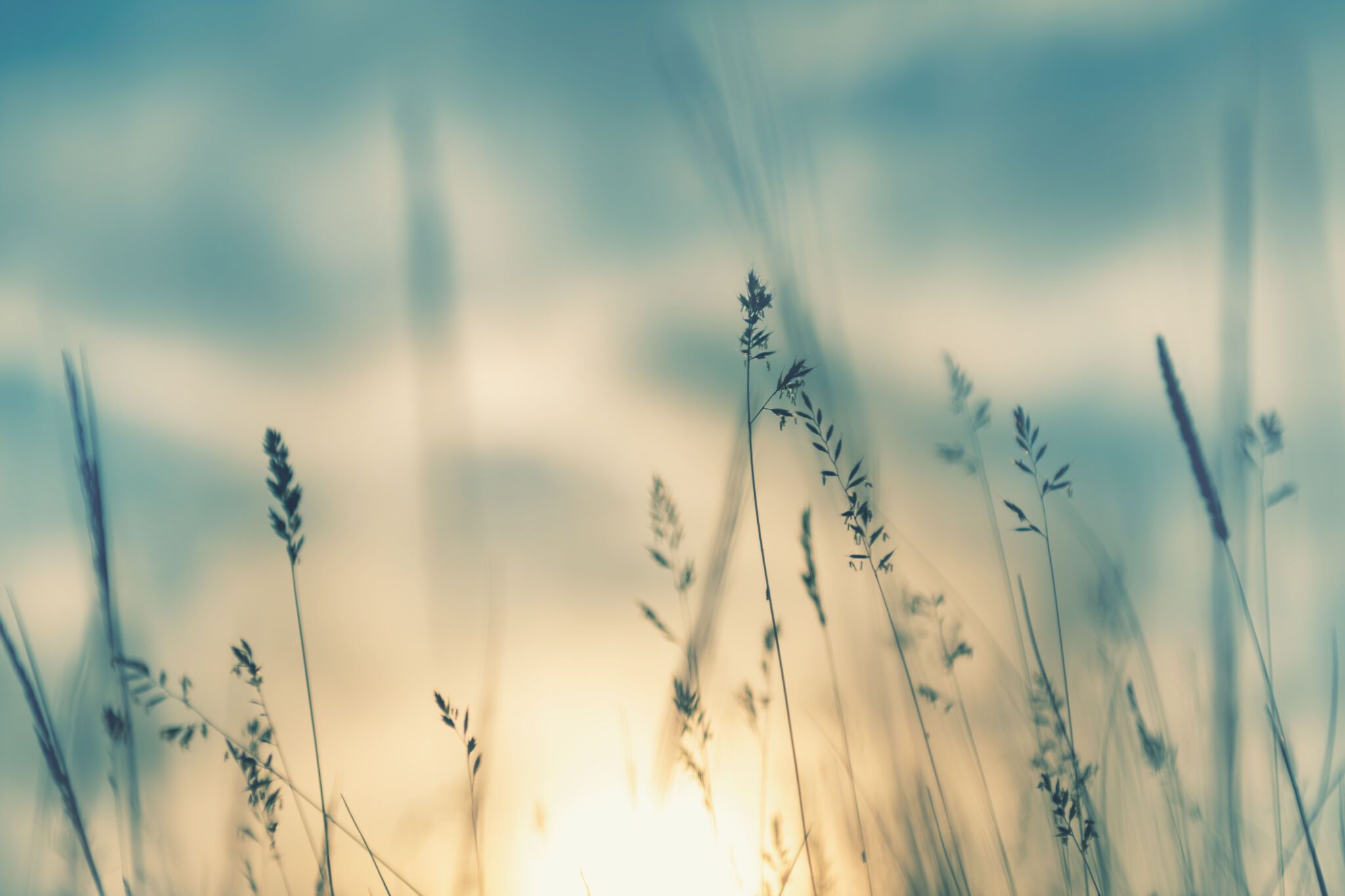 Wild grass in the forest at sunset. Macro image, shallow depth of field. Abstract summer nature background. Vintage filter