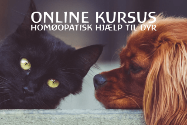 Homøopatisk hjælp til dyr - hjemmeside-1